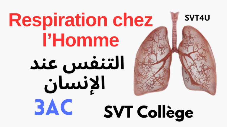 Respiration chez l&rsquo;Homme : التنفس عند الإنسان