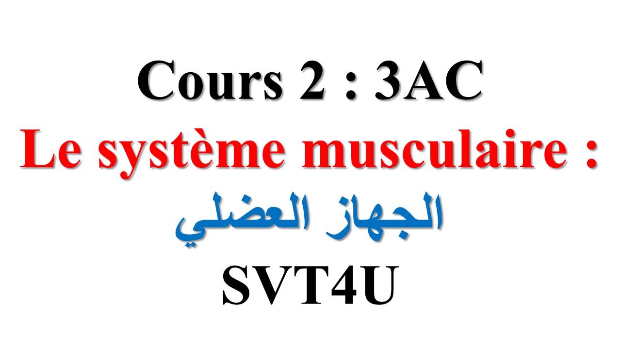 Le système musculaire : الجهاز العضلي